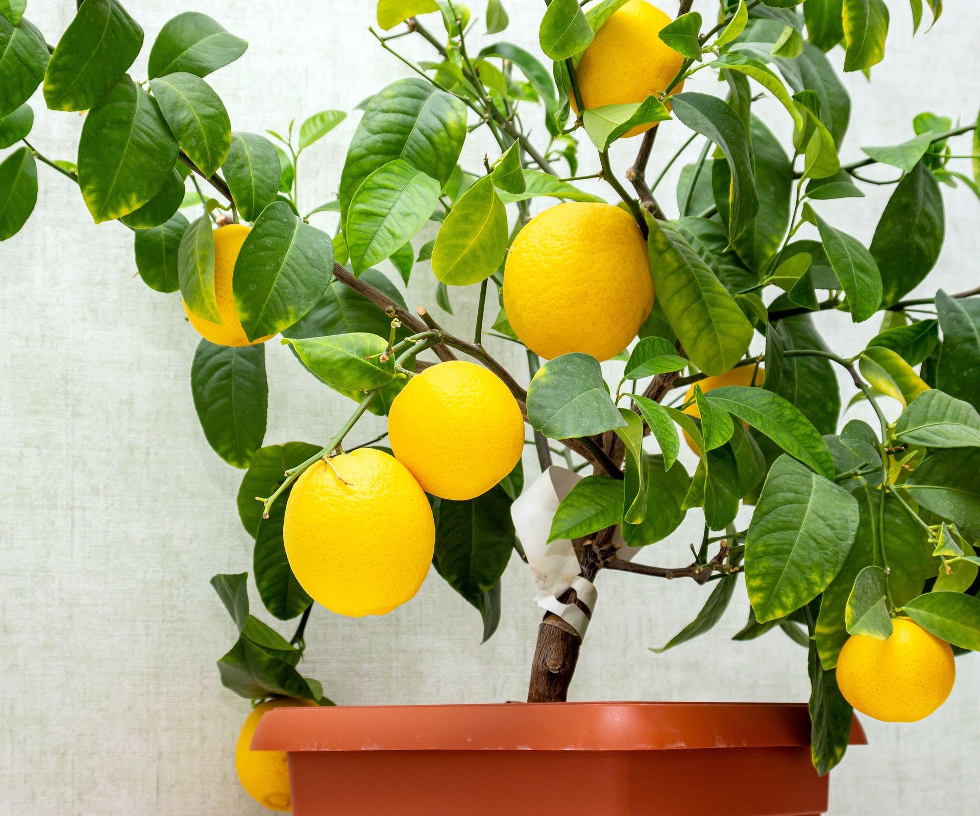 Young lemon tree growing in a pot, displaying early fruit