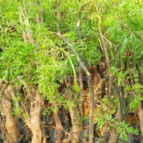 Young Polyscias fruticosa plant (Đinh Lăng) showing its distinctive feathered leaves