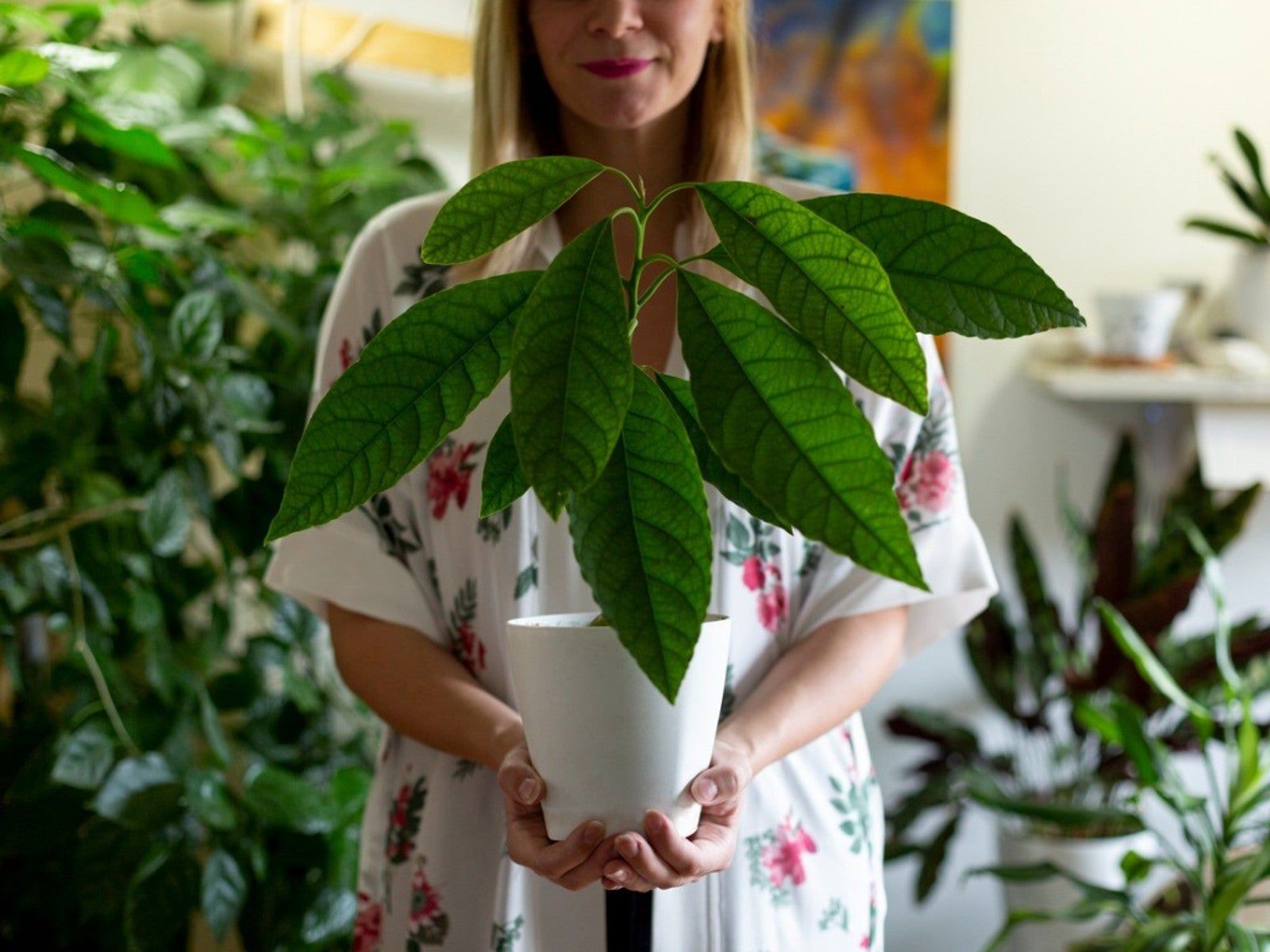 Young potted avocado tree held by a woman, illustrating indoor growing.