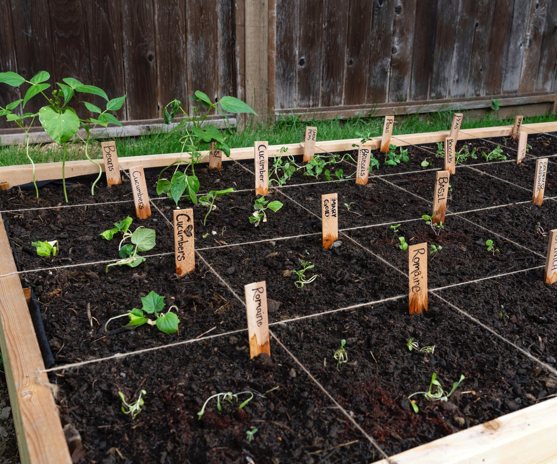 Young seedlings neatly planted in a square foot garden grid pattern