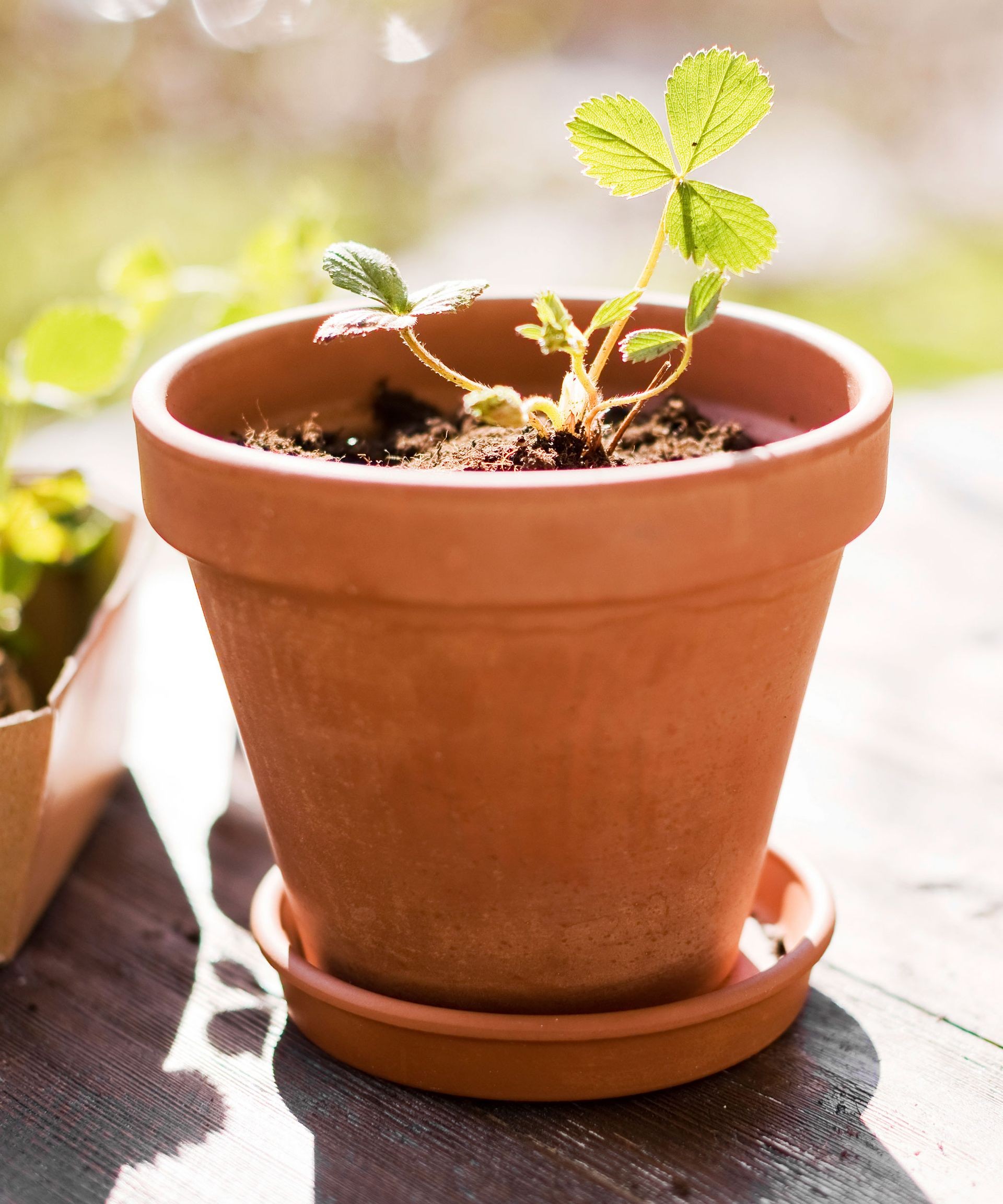 Young strawberry plant with green leaves growing in a terracotta pot