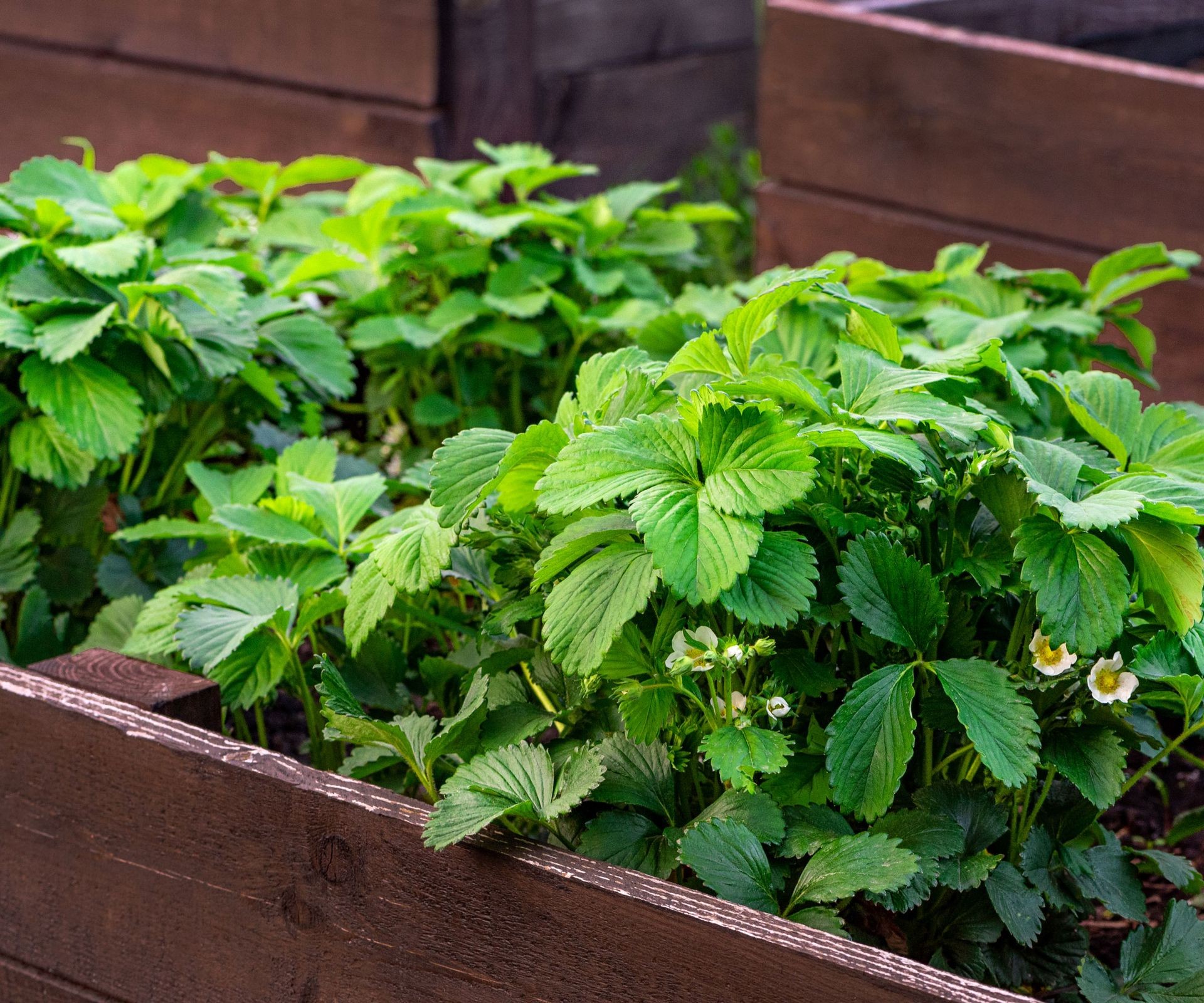 Young strawberry plants blooming with white flowers in neat rows within a wooden raised bed
