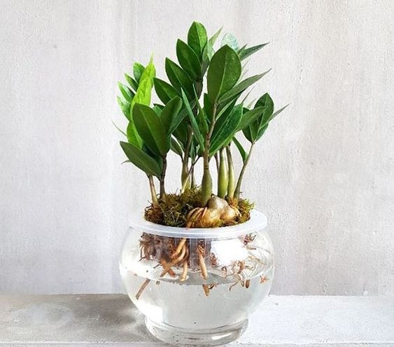 ZZ Plant with dark green, waxy leaves growing in a glass container of water, showing healthy white roots
